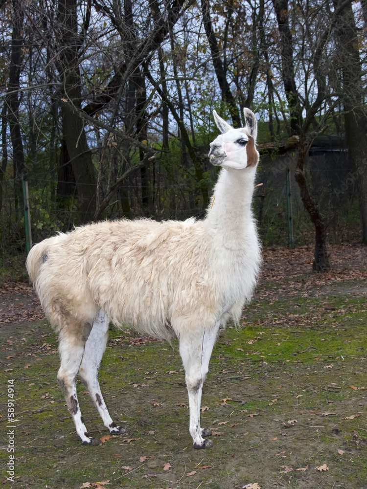Adult male white Llama (Lama glama) full body