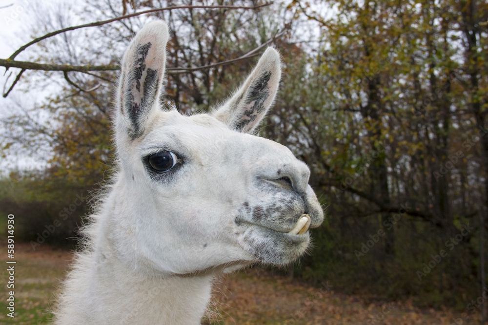 Obraz premium Adult male white Llama (Lama glama) portrait