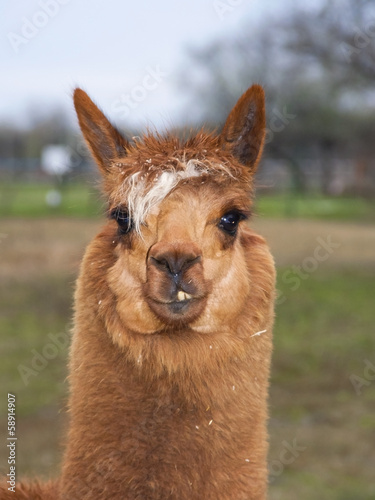 Portrait of a brown alpaca  Lama or Vicugna pacos 
