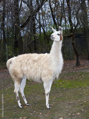 Adult male white Llama (Lama glama) full body © belizar