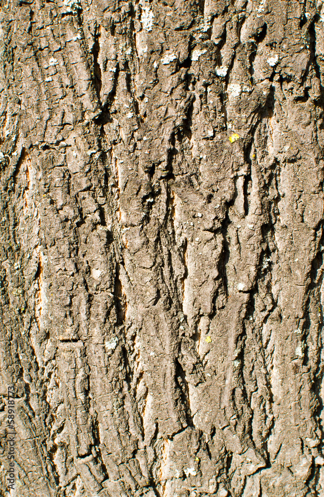 wood texture close-up wood texture close-up