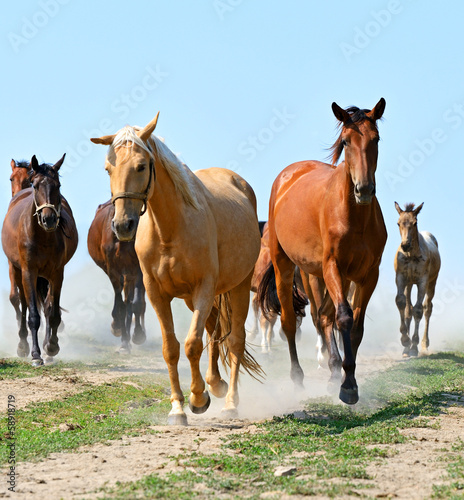 Fototapeta Naklejka Na Ścianę i Meble -  Horses on the farm in summer