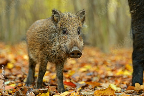 Wild boar in the forest in autumn