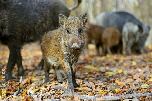 Wild boar in the forest in autumn