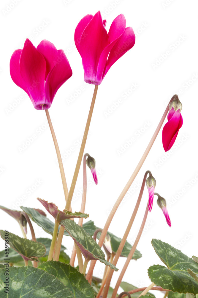 Fototapeta premium cyclamen