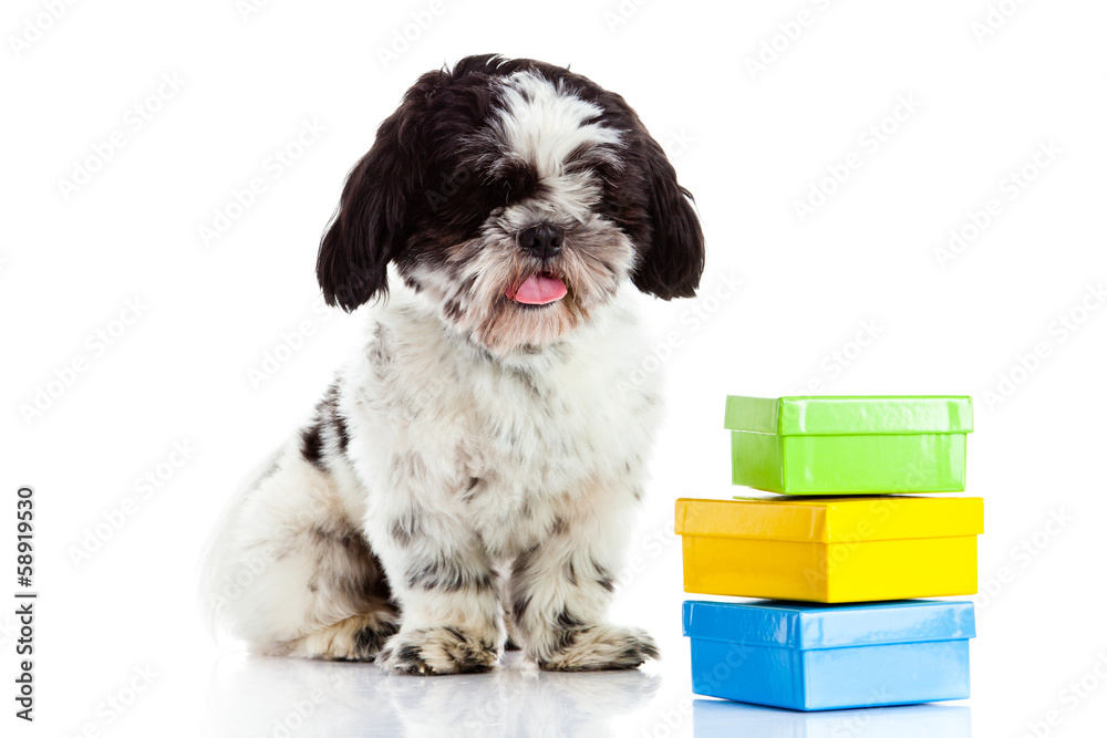 dog with boxes isolated on white background, gift dog with boxes isolated on white background, gift