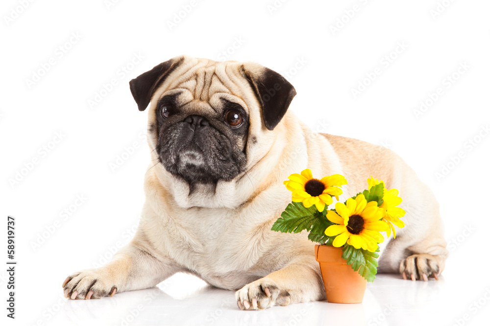 pug dog  isolated on white background, flowers