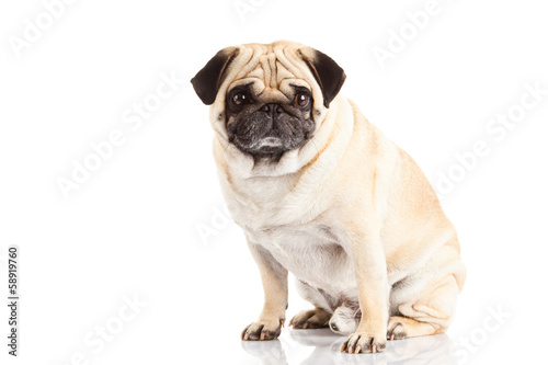 pug dog isolated on white background