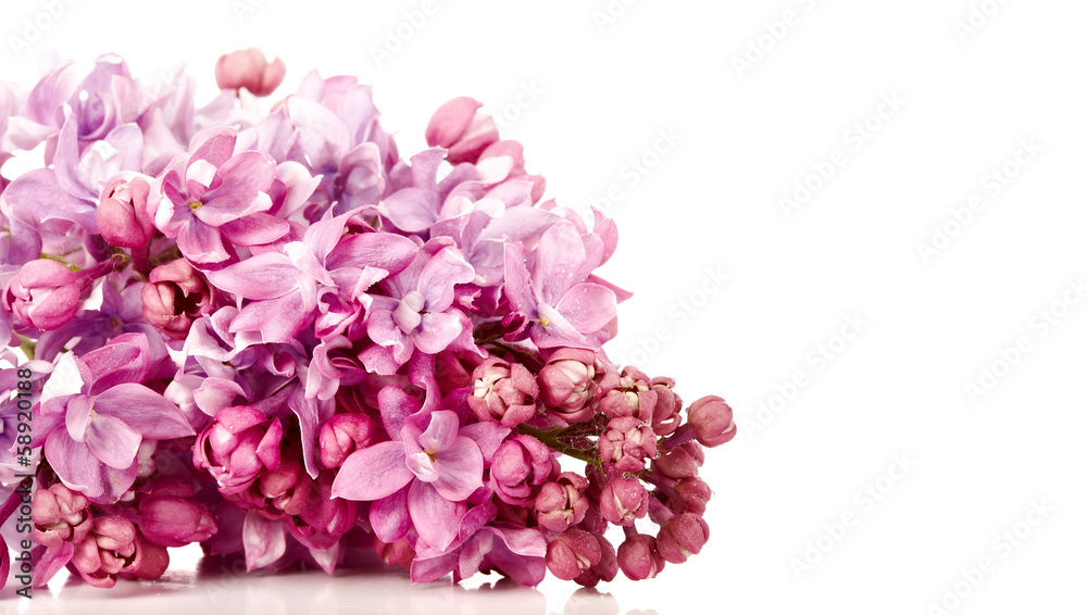 Obraz premium Lilac branch.