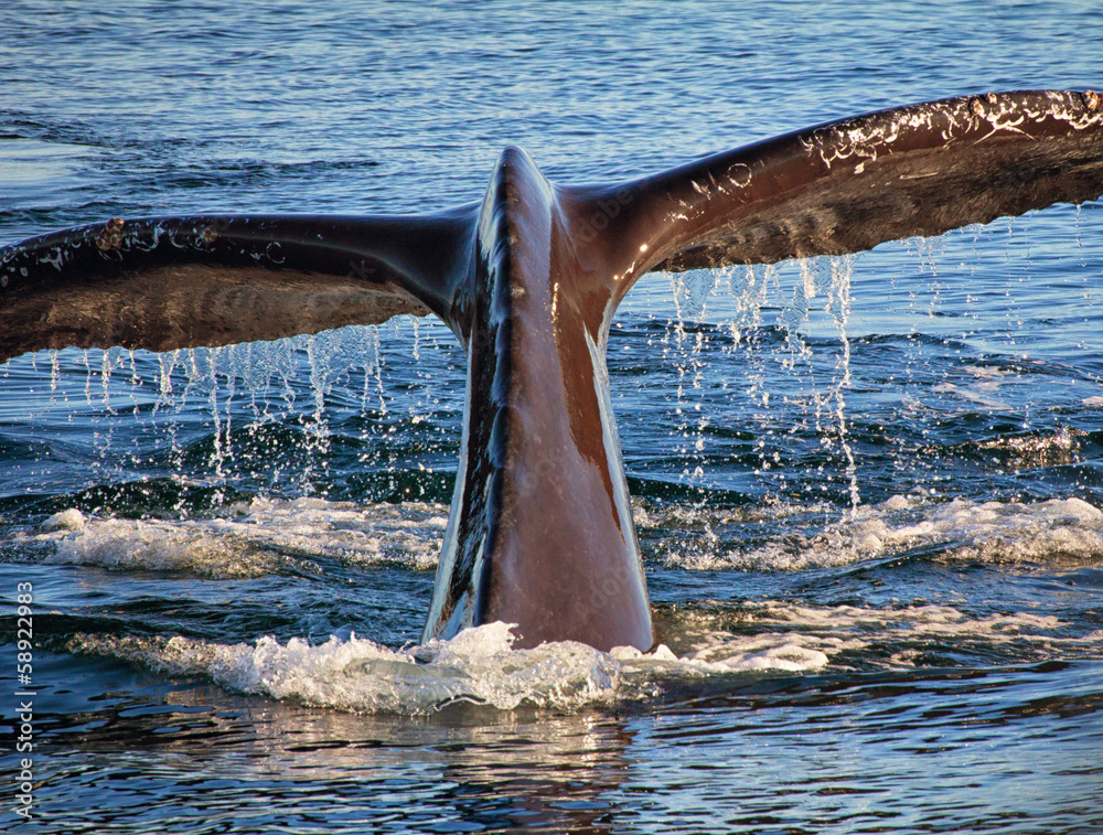 Fototapeta premium Diving Humpback Whale