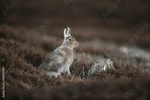 Mountain hare, Lepus timidus photo