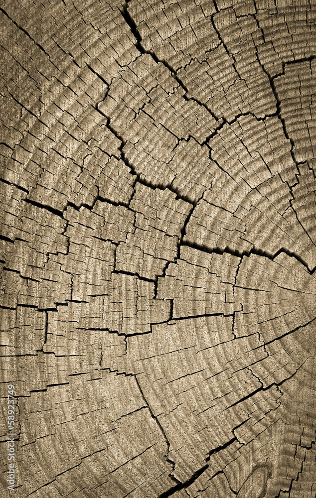 Cross section of tree trunk showing growth rings,texture