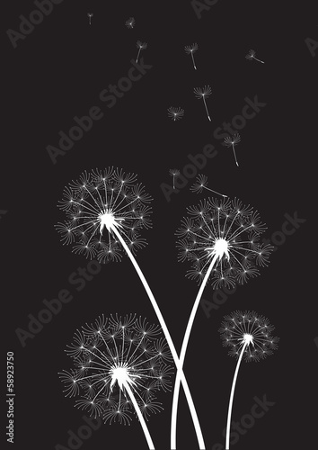 group of white dandelions on black background
