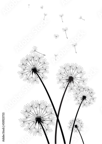 black and white dandelions vector #58923753