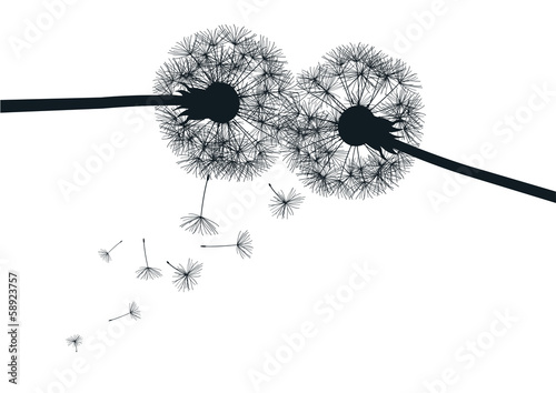 black and white dandelions