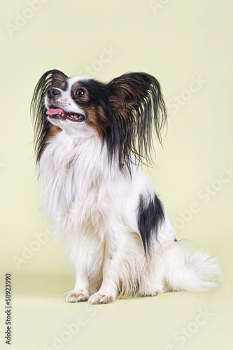 Hunde-Papillon-10299 © eSchmidt