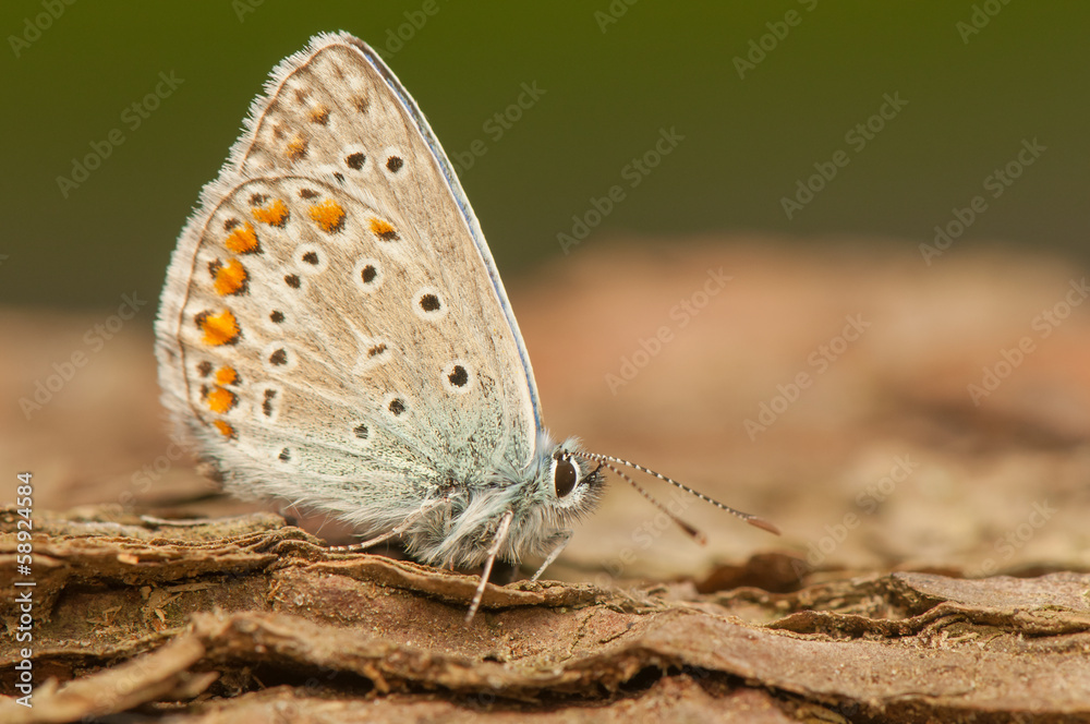 Butterfly Butterfly