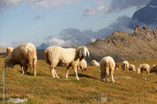 Gregge di pecore in montagna