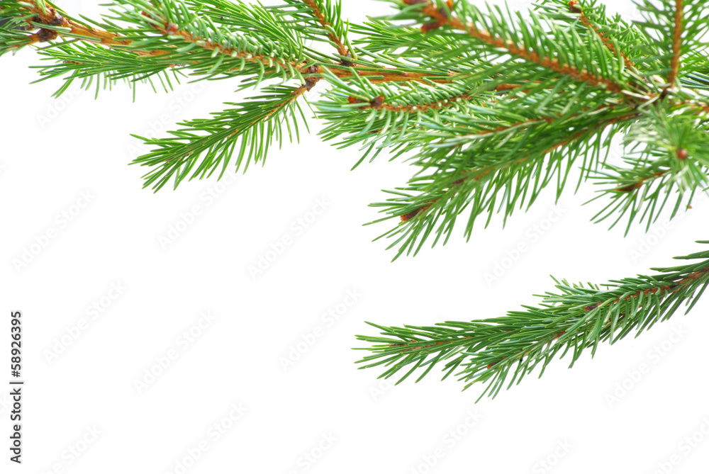 fir tree branches