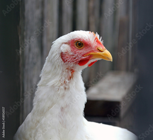 Quadro em tela young broiler chicken in the poultry yard
