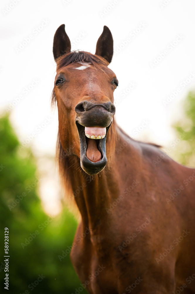 Bay horse yawning - obrazy, fototapety, plakaty 