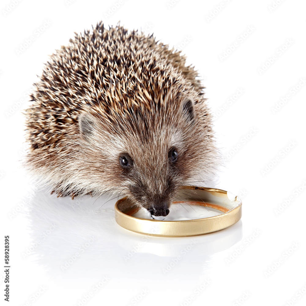 Obraz premium The hedgehog eats sour cream.