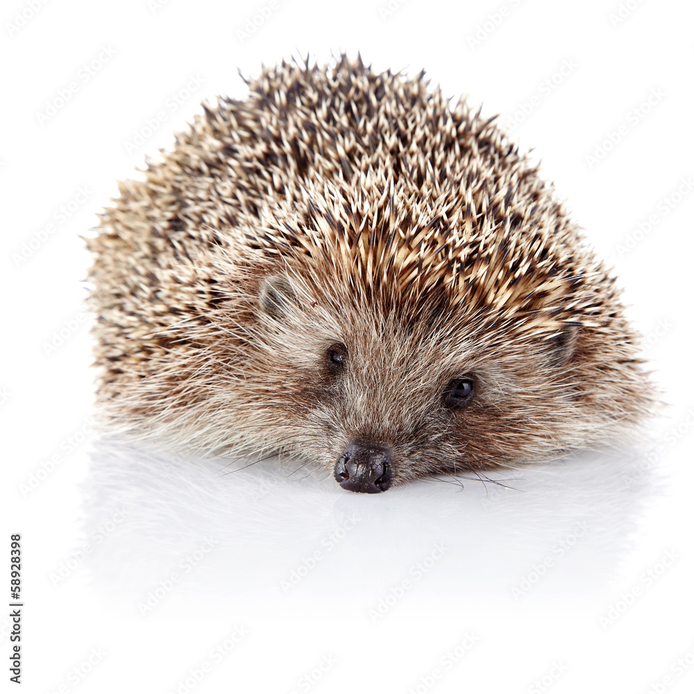 Obraz premium Prickly hedgehog on a white background