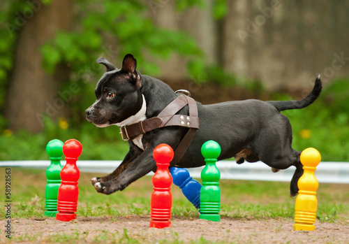 Принти на полотні Staffordshire bull terrier running through skittles