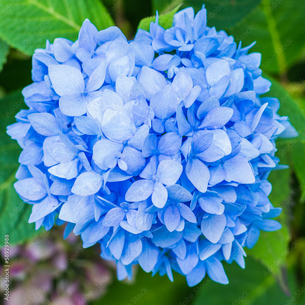 Blue Hydrangea