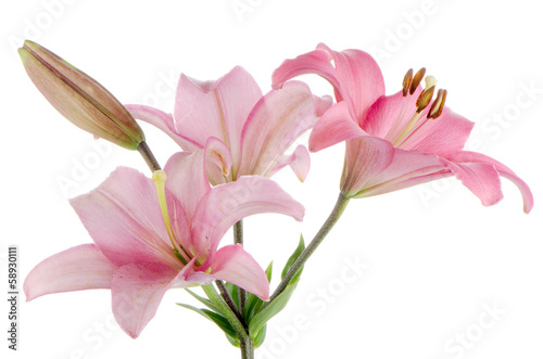 Pink lilies