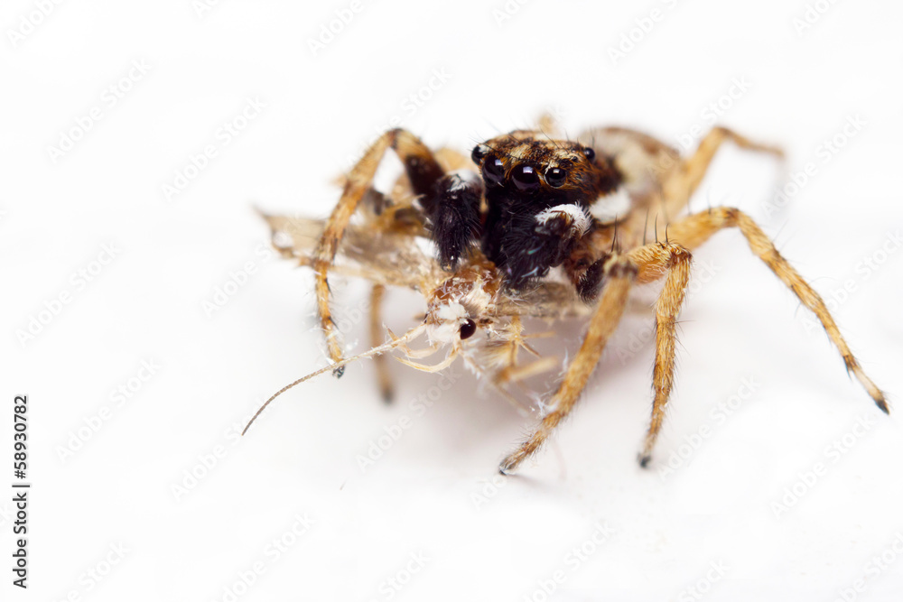 Close-up of a jumping spider with prey Close-up of a jumping spider with prey