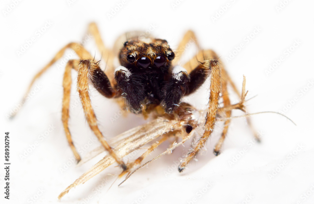 Close-up of a jumping spider with prey Close-up of a jumping spider with prey