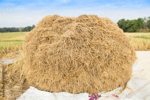 Rice straw in rice field