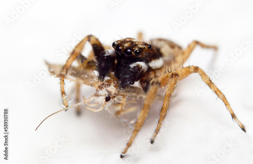 Close-up of a jumping spider with prey