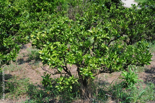 Citrus sphaerocarpa-Cabos-3