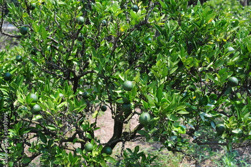 Citrus sphaerocarpa-Cabos-4