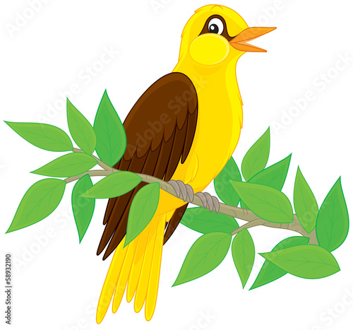 Oriole