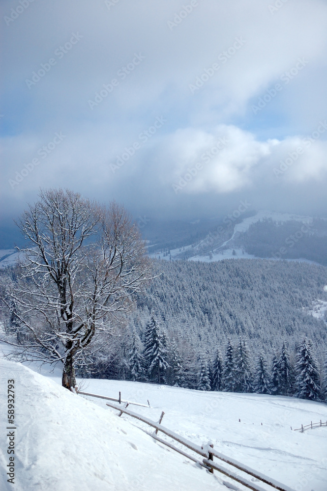 Beautiful winter landscape with snow covered trees Beautiful winter landscape with snow covered trees