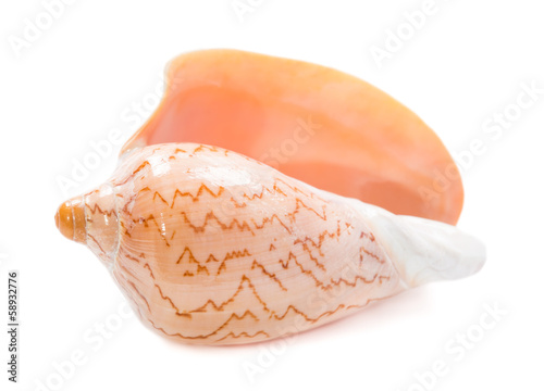 Sea shell on white background