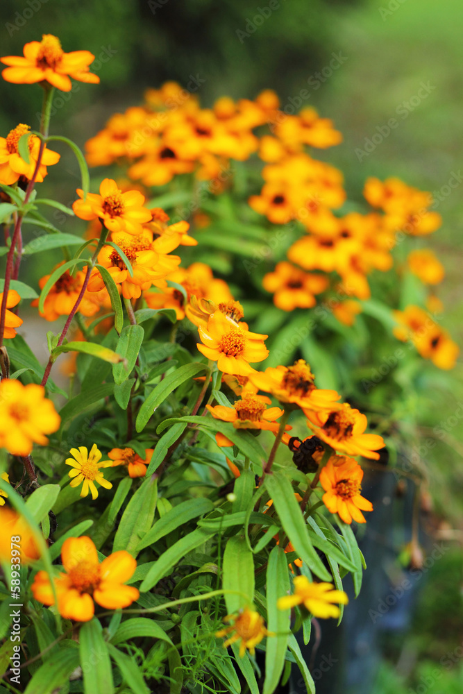 Daisy flowers - yellow flowers in nature