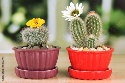 Fototapeta Naklejka Na Ścianę i Meble -  Cactuses in flowerpots with flowers, on wooden windowsill