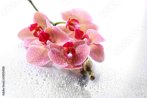 Fototapeta Naklejka Na Ścianę i Meble -  Pink beautiful orchids with drops