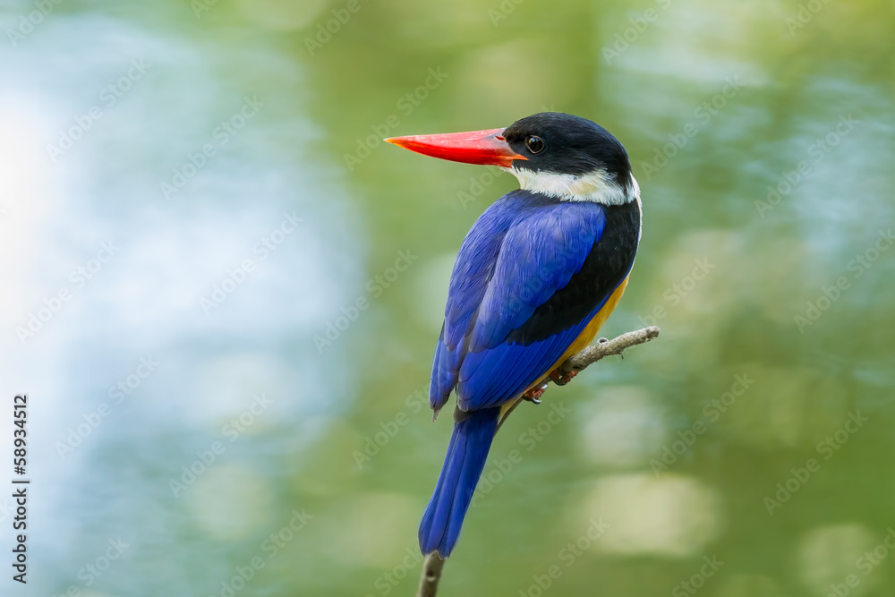 Obraz premium Black-capped Kingfisher (Halcyon pileata) turn to look at us