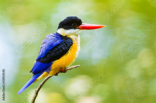 Beautiful Black-capped Kingfisher swell her feather