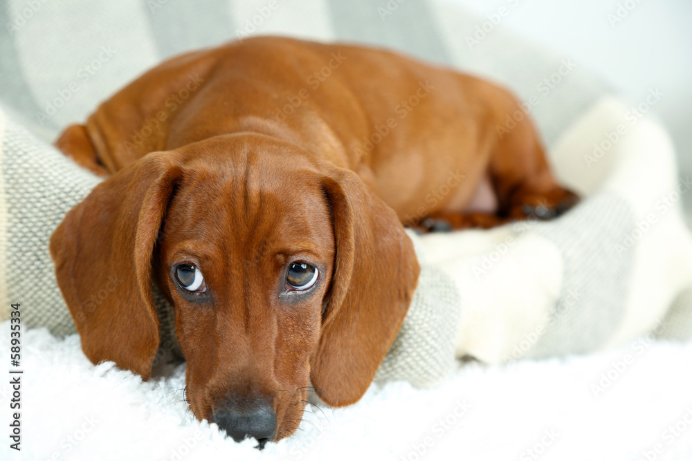 Little cute dachshund puppy
