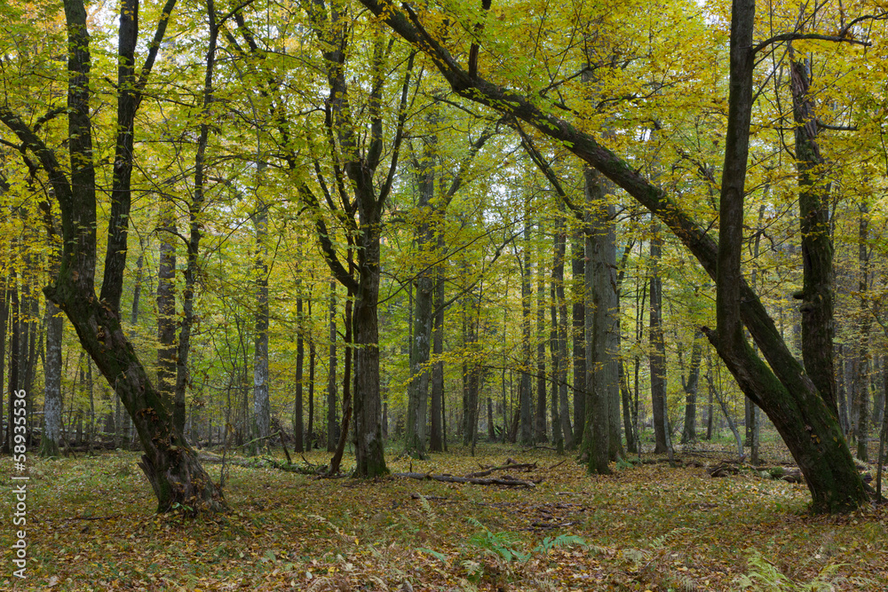 Old hornbeam trees in fall