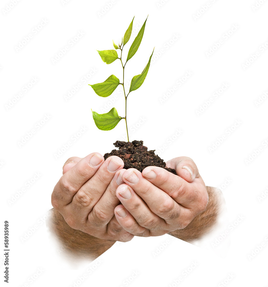 sapling in hands