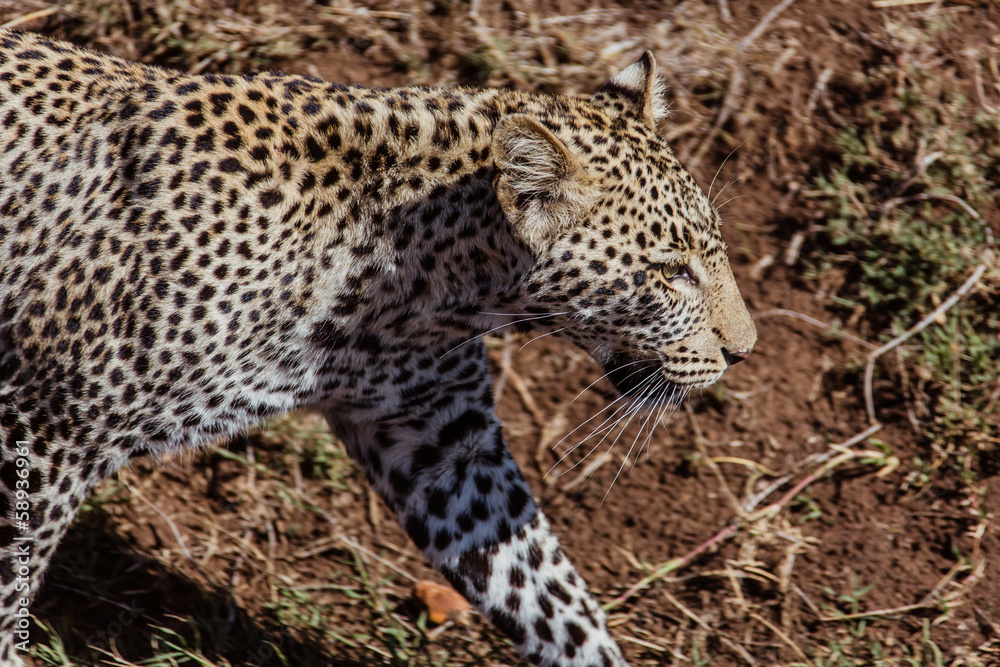 Walking leopard