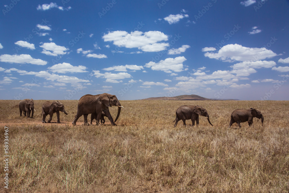 African landscape walking elephant family