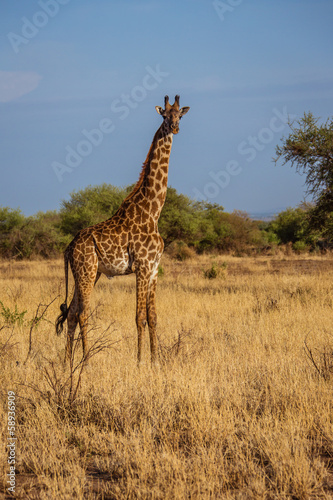African Giraffe walks